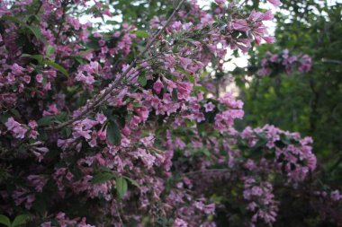 Leylak yakın görünüm