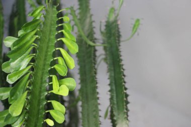 Sulu yakın görünüm