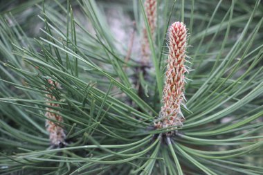 Genç çam iğneleri yakın plan. Doğal yeşil arkaplan Stok Resmi & Fotoğraf