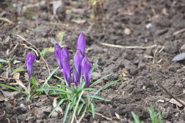 Mor kır çiçekleri karda, ilkbaharda güneş ışığının ılık altın ışıklarına uyanır..