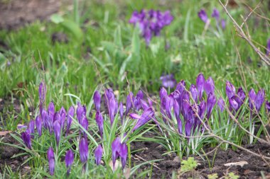 Mor kır çiçekleri karda, ilkbaharda güneş ışığının ılık altın ışıklarına uyanır..