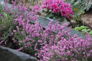 Eski mezarlık manzarası, yaşam ve ölüm kavramı 