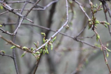 Ağaç dallarındaki genç bitkiler, yeni yaşam konsepti 