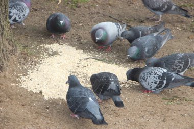 Aç güvercinler sokakta yerden darı yiyorlar..