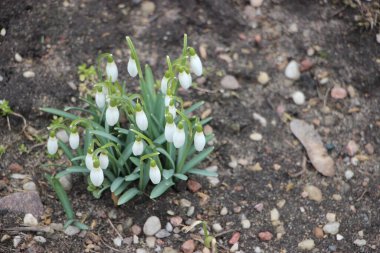 Kar damlası bahar çiçekleri. İlkbahar sembollerinden biri olan narin kar damlası bize kışın gittiğini ve baharın geldiğini söylüyor..