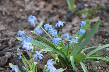 Çiçek tarlası güzel manzara 