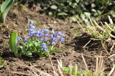 Çiçek tarlası güzel manzara 