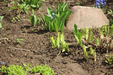 Güzel çiçekli fotoğraf, doğal duvar kağıdı.