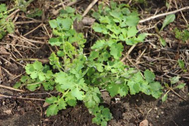 Güzel çiçekli fotoğraf, doğal duvar kağıdı.