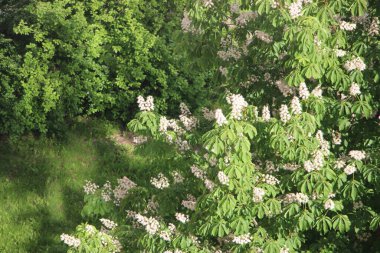 Doğa kavramı, ağaçlar görünümü 