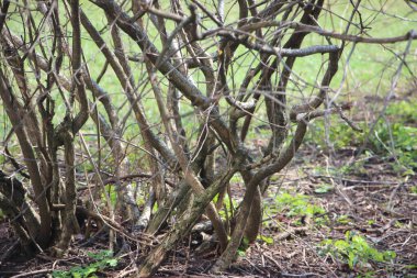 ağaç kabuğu dokusu arkaplanı