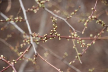 Ağaç dallarındaki genç bitkiler, yeni yaşam konsepti 