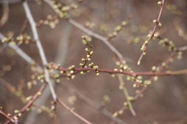 Ağaç dallarındaki genç bitkiler, yeni yaşam konsepti 