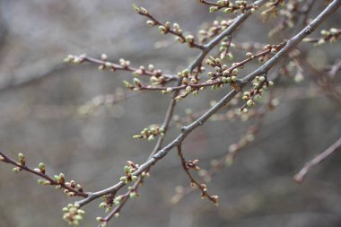 Ağaç dallarındaki genç bitkiler, yeni yaşam konsepti 