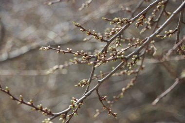 Ağaç dallarındaki genç bitkiler, yeni yaşam konsepti 