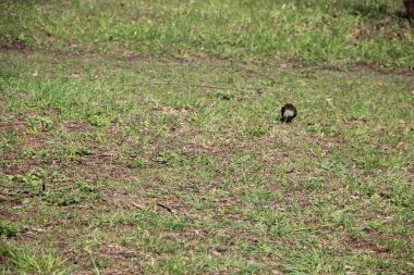 Çimlerin üzerinde kuş bakışı