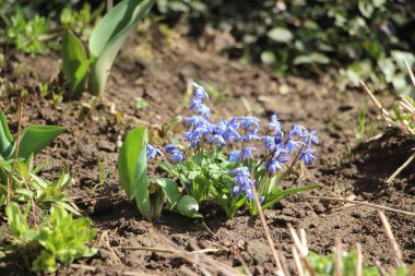 Çiçek tarlası güzel manzara 