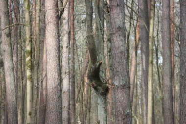 Orman manzarası, doğa kavramı 