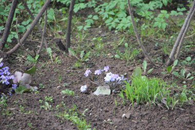 Güzel çiçekli fotoğraf, doğal duvar kağıdı.