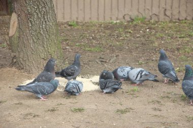 Aç güvercinler sokakta yerden darı yiyorlar..