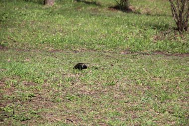 Çimlerin üzerinde kuş bakışı