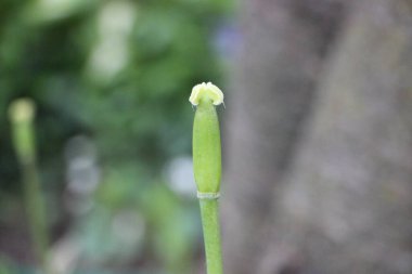 Çimenlerde yetişen yeşil bitkilerin yakın plan çekimi, doğa arka planı