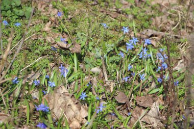 Çiçek tarlası güzel manzara 