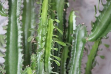 Sulu yakın görünüm