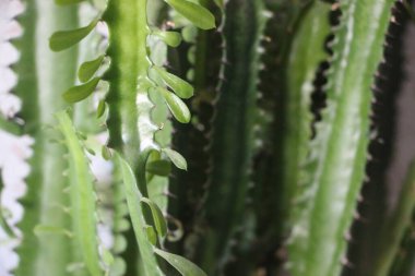 Sulu yakın görünüm