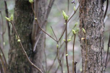 Orman manzarası, doğa kavramı 