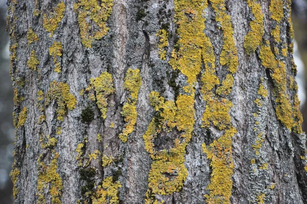 Pozadí Textury Stromu Zavřít — Stock fotografie