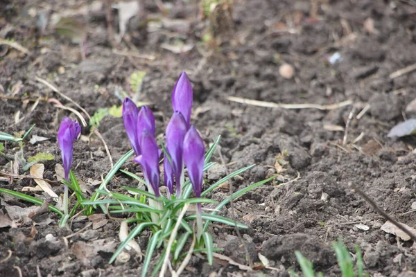 Mor kır çiçekleri karda, ilkbaharda güneş ışığının ılık altın ışıklarına uyanır..