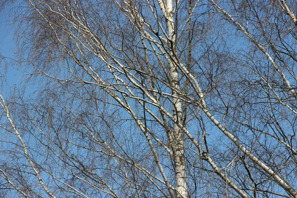 Vacker Utsikt Över Träden Mot Himlen — Stockfoto