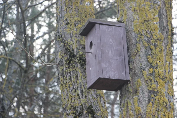 Hölzernes Vogelhaus Wald — Stockfoto