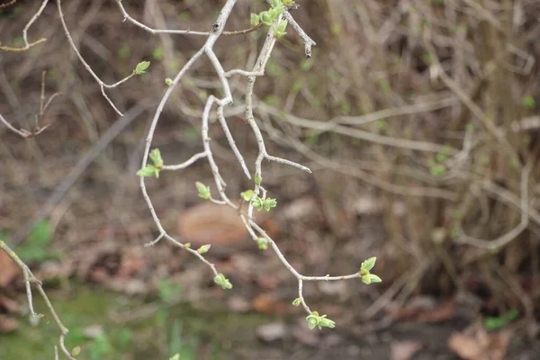 Jonge Planten Bij Boomtakken Nieuw Levensconcept — Stockfoto