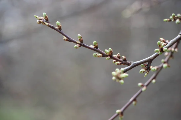 Jonge Planten Bij Boomtakken Nieuw Levensconcept — Stockfoto