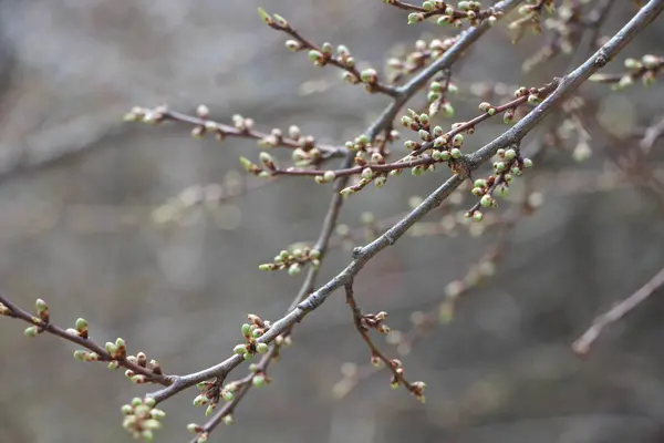 木の枝の若い植物や新しい生命の概念は — ストック写真