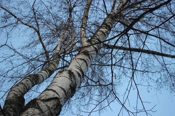 Schöner Blick Auf Die Bäume Gegen Den Himmel — Stockfoto