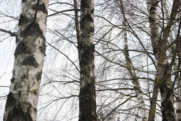 Widok Las Koncepcja Przyrody — Zdjęcie stockowe