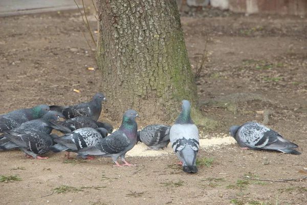 Hungriga Duvor Äter Hirs Från Marken Gatan — Stockfoto