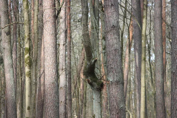 Orman manzarası, doğa kavramı 
