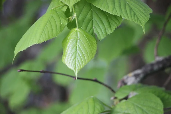 Green Leaves Close View — Stock Photo, Image