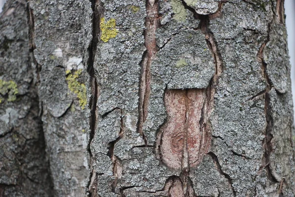 Pozadí Textury Stromu Zavřít — Stock fotografie