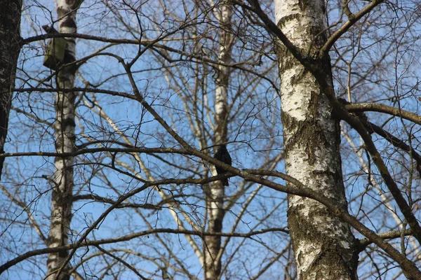 Концепция Природы Вид Деревья — стоковое фото