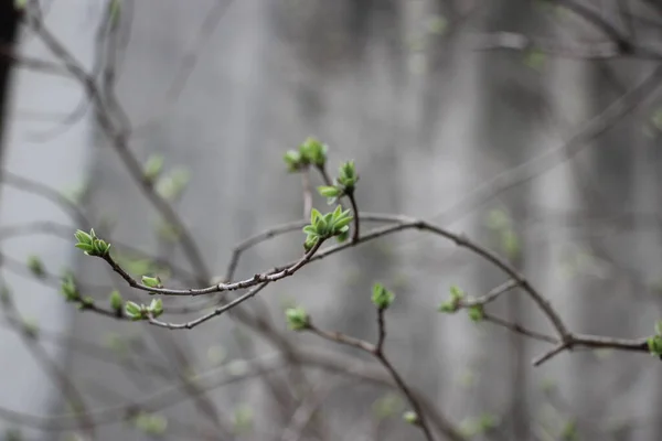 Ağaç Dallarındaki Genç Bitkiler Yeni Yaşam Konsepti — Stok fotoğraf