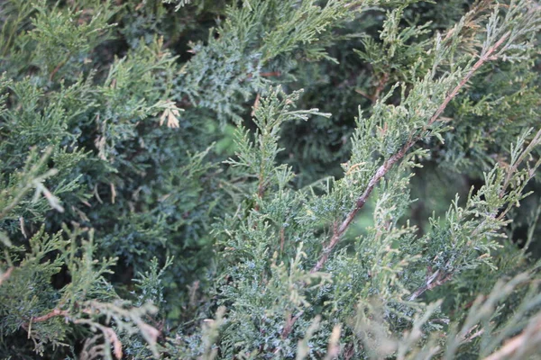 Christmas Tree Close View — Stock Photo, Image