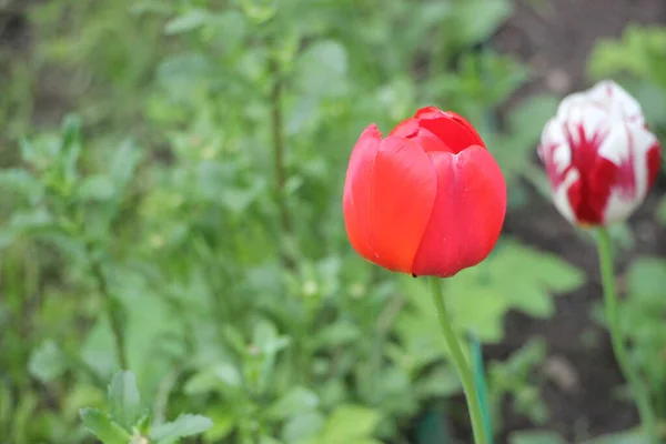 Tulipan Kwiat Zbliżenie Widok — Zdjęcie stockowe