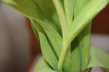 Yeşil saplı, solmuş bir papağan lalesinin güzel sanatlar, pop-sanat renkli makrosu. Yaşam ve ölüm kavramı