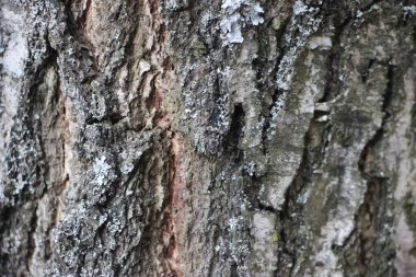 ağaç dokusu arkaplanı kapat