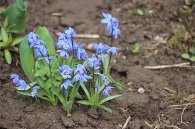 Çiçek tarlası güzel manzara 